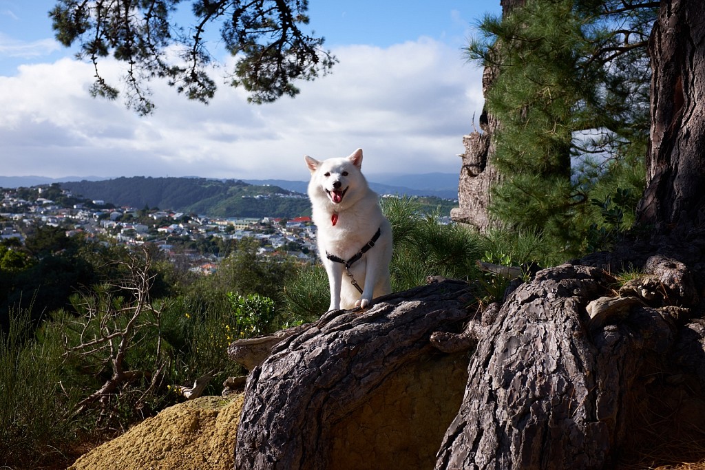 Mount Victoria, Wellington