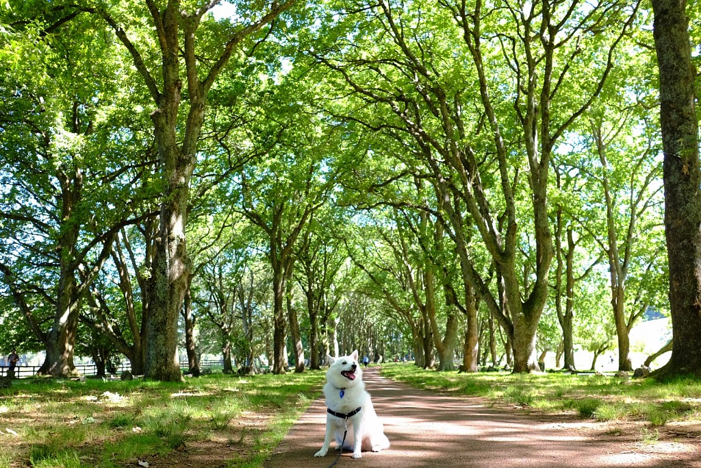 Cornwall Park, Auckland