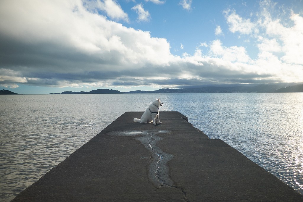 Petone Beach, Wellington