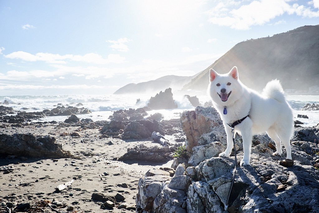 Owhiro Bay, Wellington