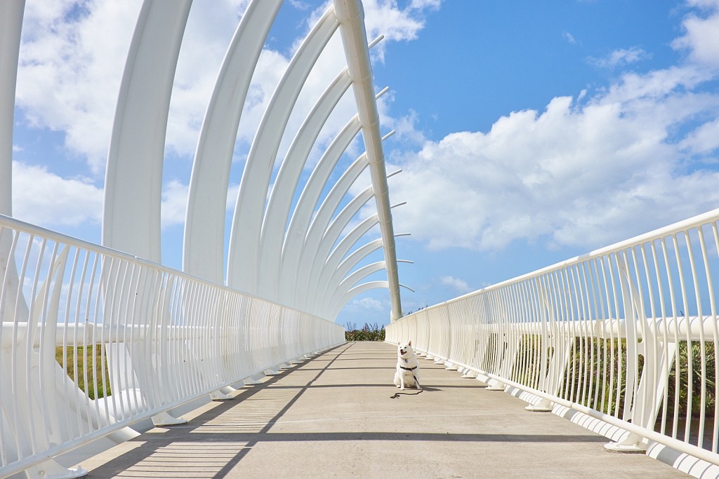 Te Rewa Rewa Bridge, Taranaki