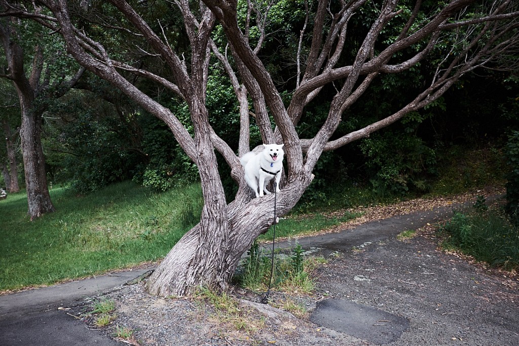 Prince of Wales Park, Wellington